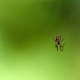Illustration for article titled Shooting Challenge: Bugs Gallery (Part 2)